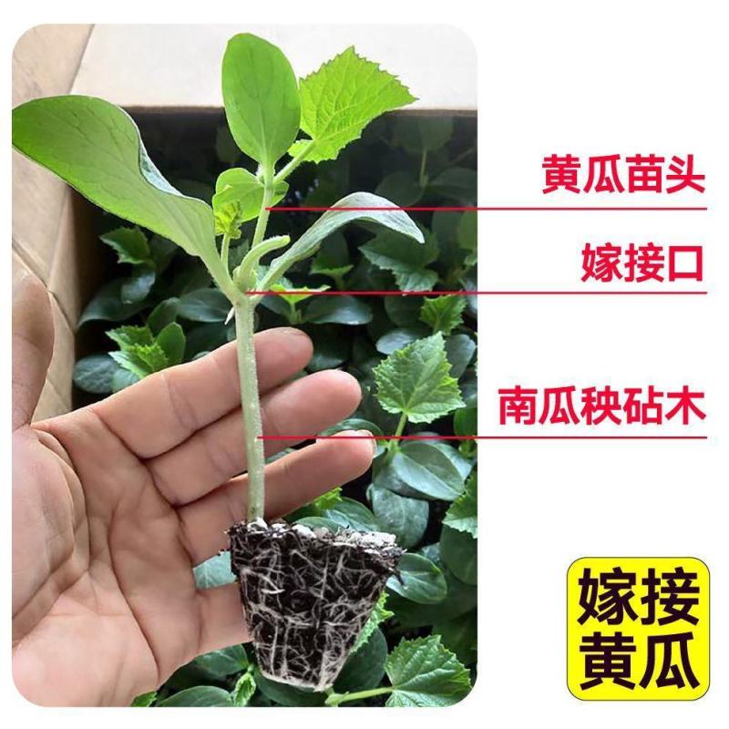 寿光蔬菜苗场嫁接强雌黄瓜苗短把密刺绿心穴盘带土发货