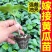寿光蔬菜苗场嫁接强雌黄瓜苗短把密刺绿心穴盘带土发货
