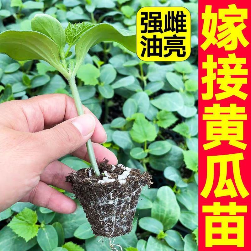 寿光蔬菜苗场嫁接强雌黄瓜苗短把密刺绿心穴盘带土发货