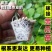 寿光蔬菜苗场嫁接强雌黄瓜苗短把密刺绿心穴盘带土发货