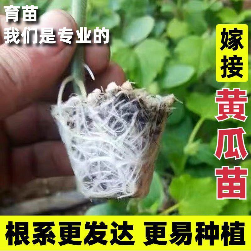 寿光蔬菜苗场嫁接强雌黄瓜苗短把密刺绿心穴盘带土发货