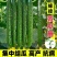 寿光蔬菜苗场嫁接强雌黄瓜苗短把密刺绿心穴盘带土发货