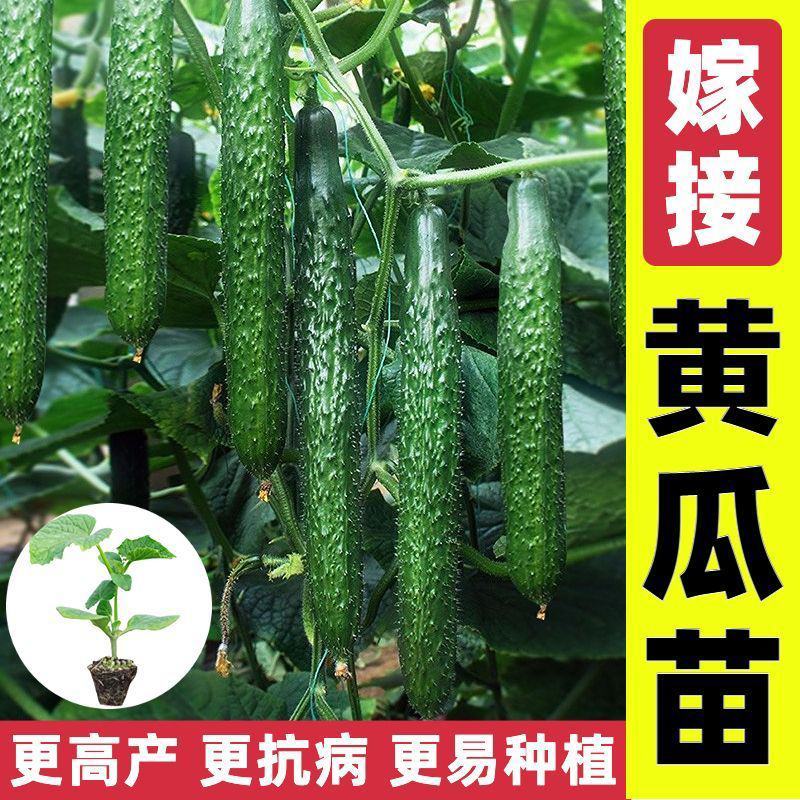寿光蔬菜苗场嫁接强雌黄瓜苗短把密刺绿心穴盘带土发货