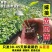 寿光蔬菜苗场嫁接强雌黄瓜苗短把密刺绿心穴盘带土发货