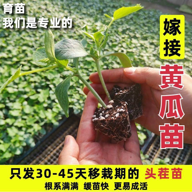 寿光蔬菜苗场嫁接强雌黄瓜苗短把密刺绿心穴盘带土发货