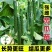 寿光蔬菜苗场嫁接强雌黄瓜苗短把密刺绿心穴盘带土发货