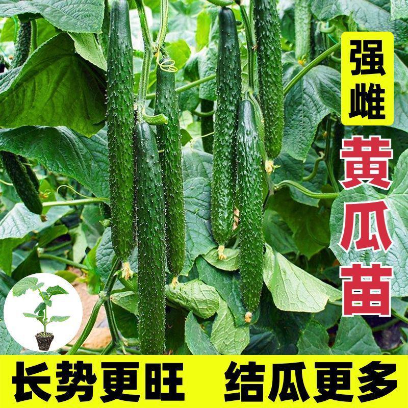 寿光蔬菜苗场嫁接强雌黄瓜苗短把密刺绿心穴盘带土发货