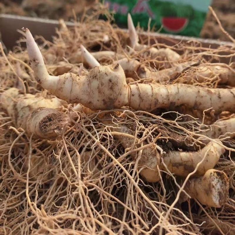 黄精种苗种芽野生新鲜鸡头黄精种子老虎姜种苗滋补药材