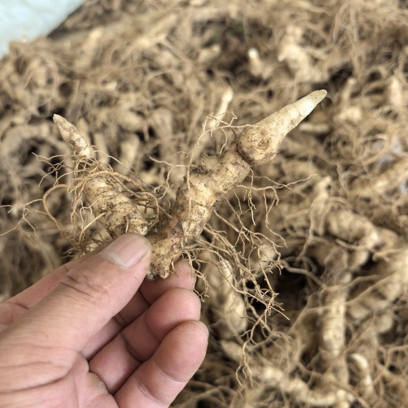 黄精种苗种芽野生新鲜鸡头黄精种子老虎姜种苗滋补药材