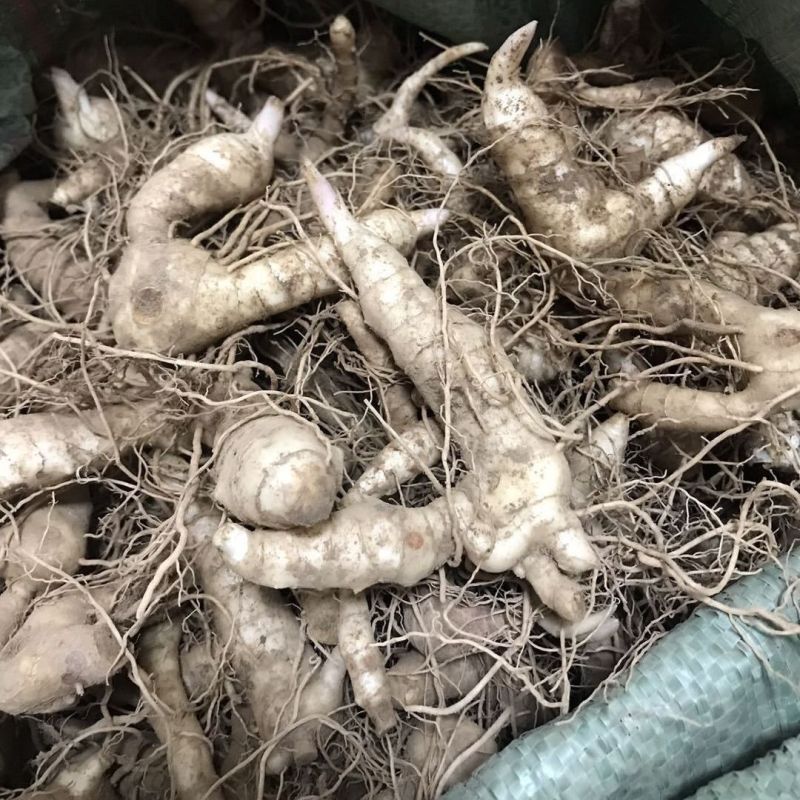 黄精种苗种芽野生新鲜鸡头黄精种子老虎姜种苗滋补药材