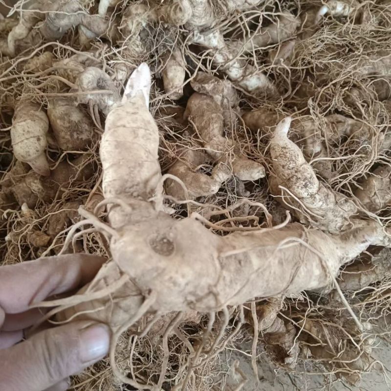 黄精种苗种芽野生新鲜鸡头黄精种子老虎姜种苗滋补药材