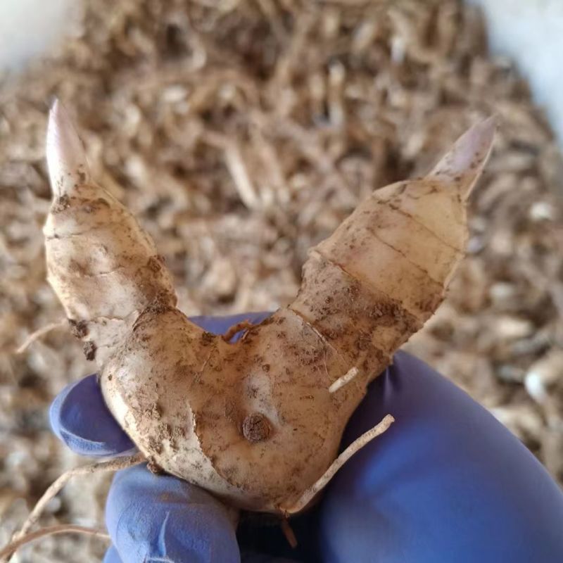 黄精种苗种芽野生新鲜鸡头黄精种子老虎姜种苗滋补药材