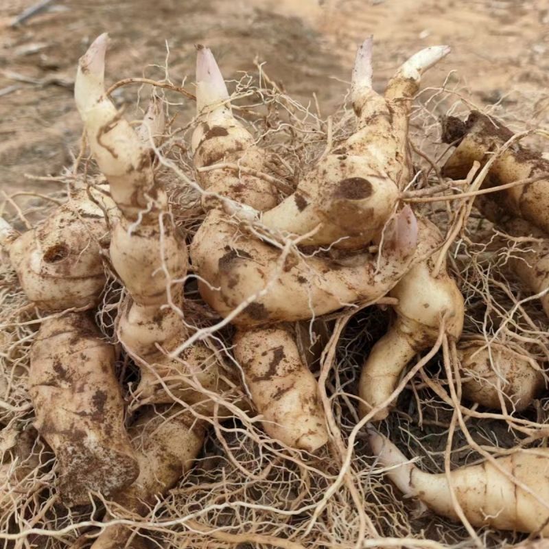 黄精种苗种芽野生新鲜鸡头黄精种子老虎姜种苗滋补药材