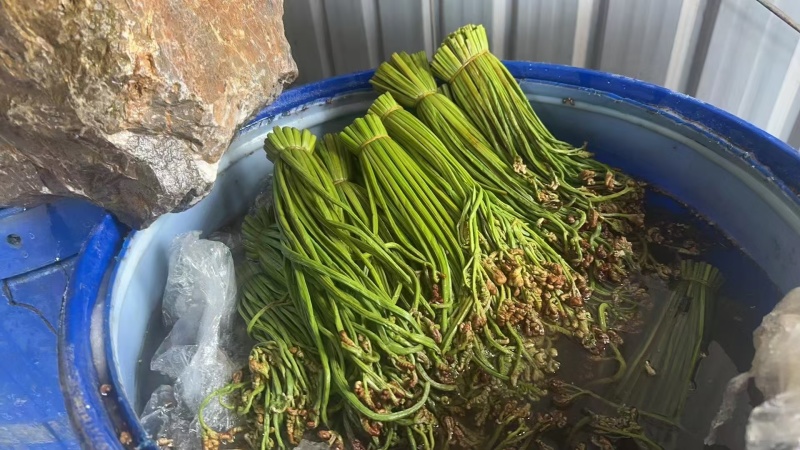 加工好的蕨苔有老板需要嘛？