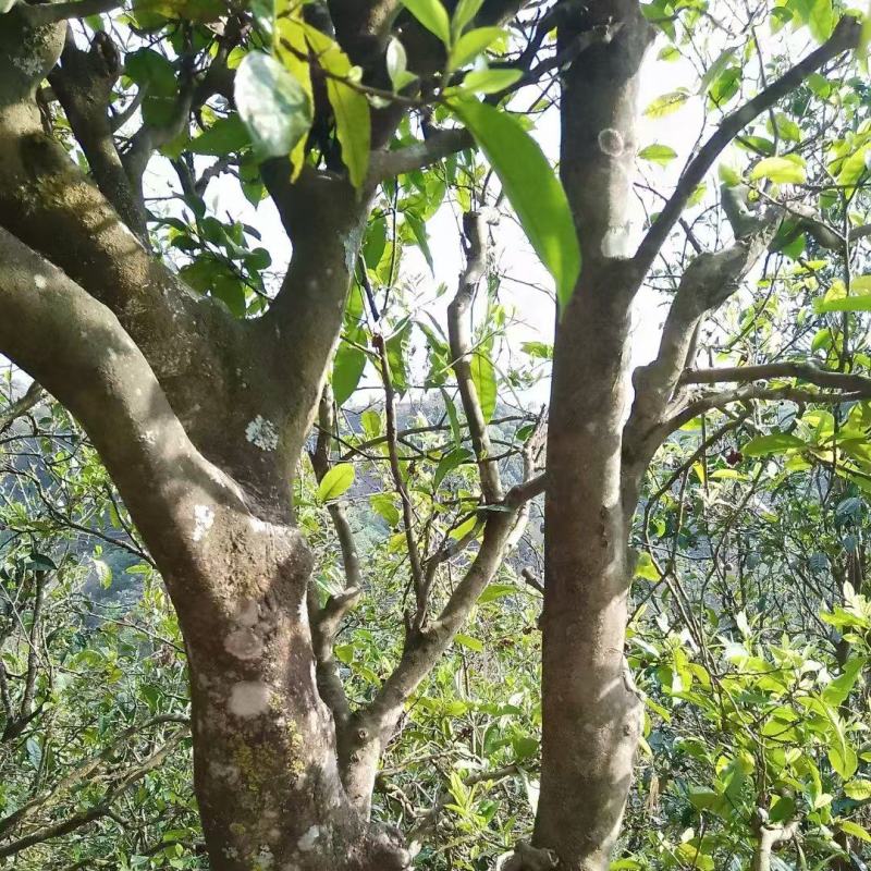 云南临沧高山古树单株散料生茶