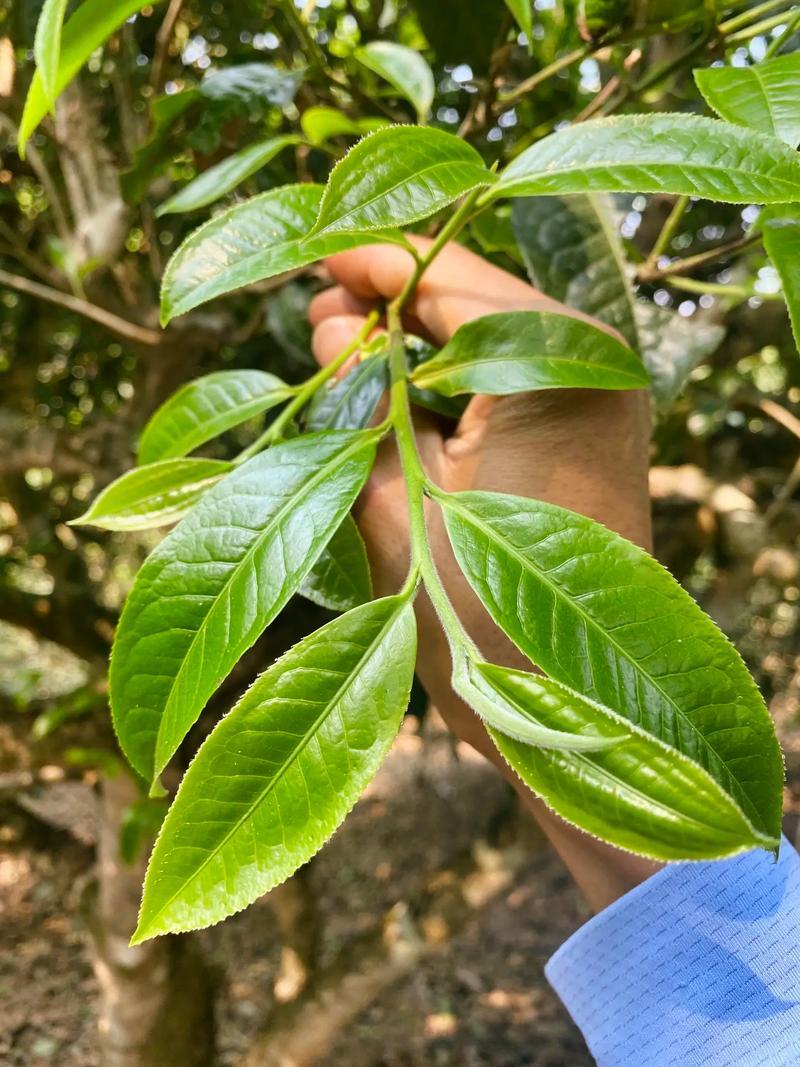 云南临沧高山古树单株散料生茶