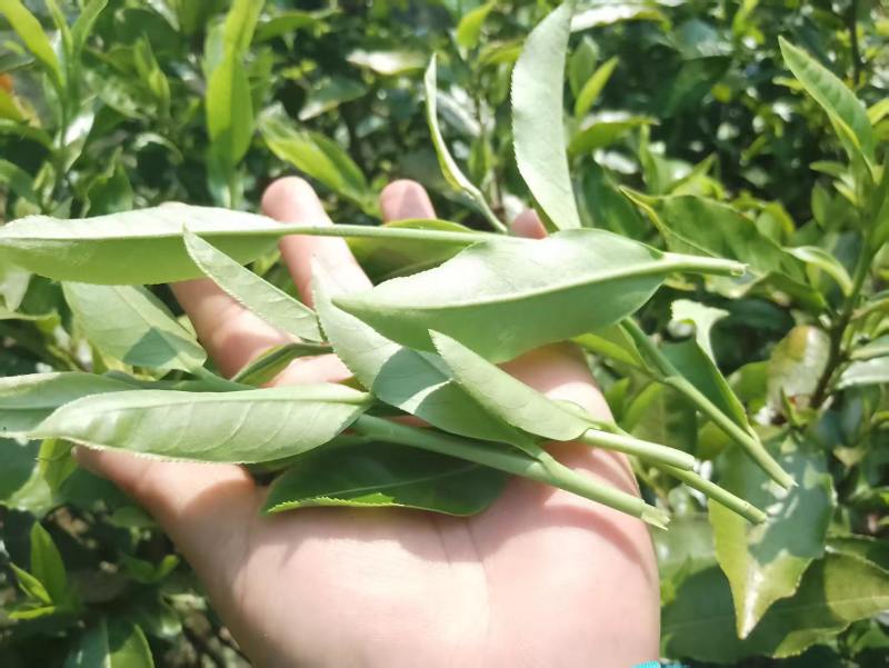 云南临沧高山古树单株散料生茶