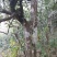 云南临沧高山古树单株散料生茶