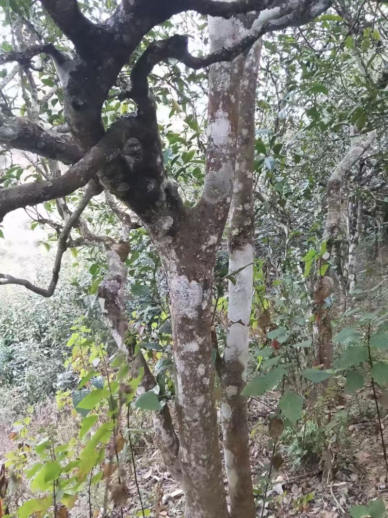 云南临沧高山古树单株散料生茶