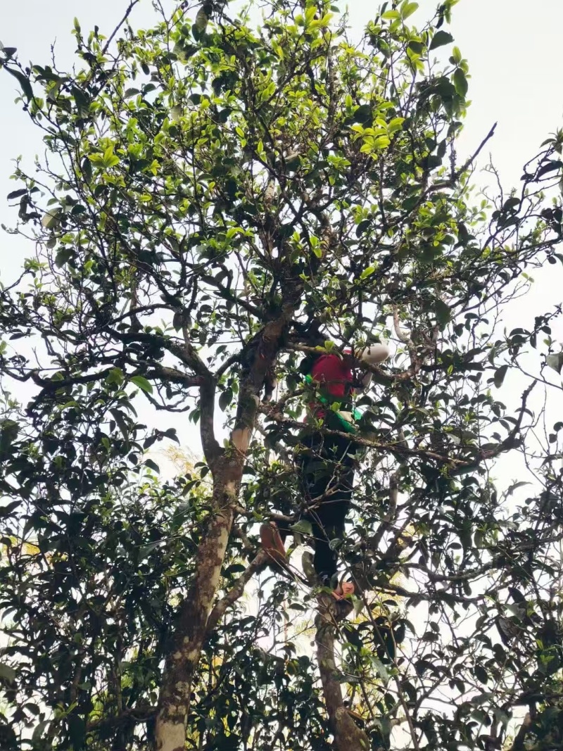 云南临沧高山古树单株散料生茶