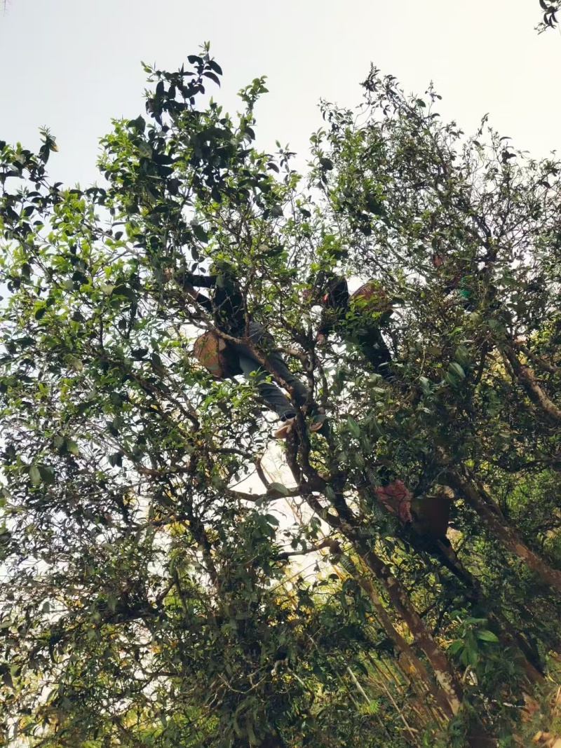 云南临沧高山古树单株散料生茶