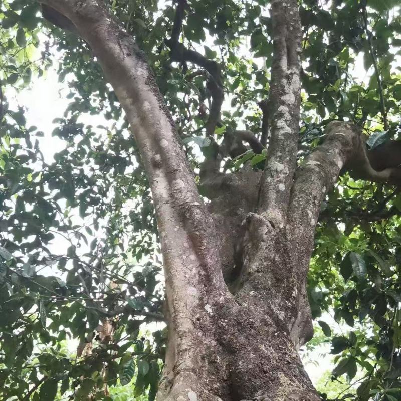 云南临沧百年古树茶纯散料