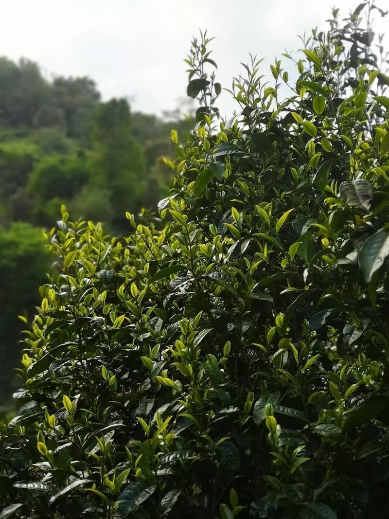 云南临沧百年古树茶纯散料