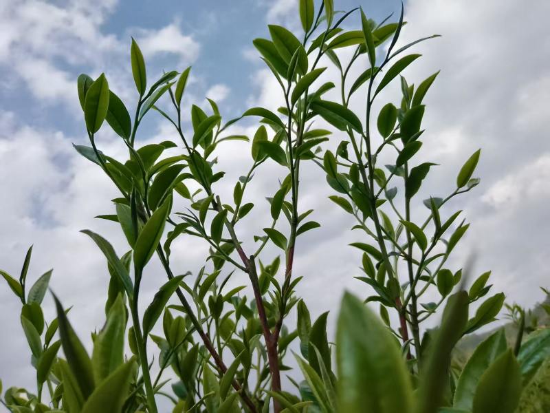 云南临沧百年古树茶纯散料