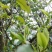云南临沧百年古树茶纯散料
