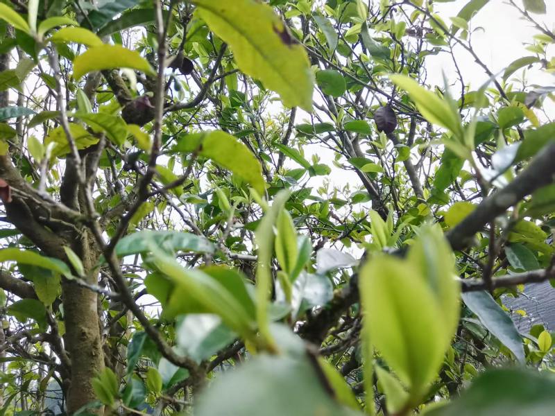 云南临沧百年古树茶纯散料
