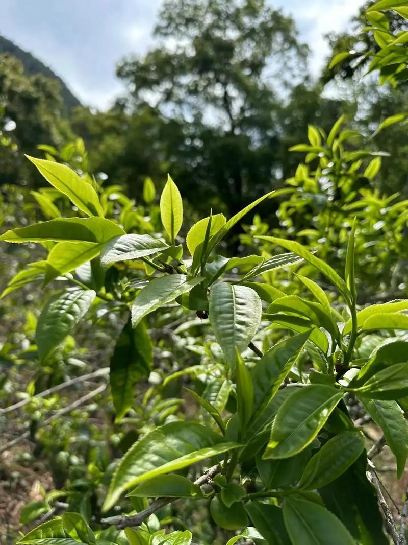云南临沧百年古树茶纯散料