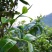 云南临沧百年古树茶纯散料