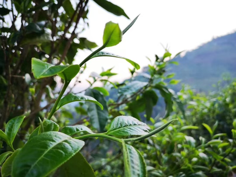 云南临沧百年古树茶纯散料
