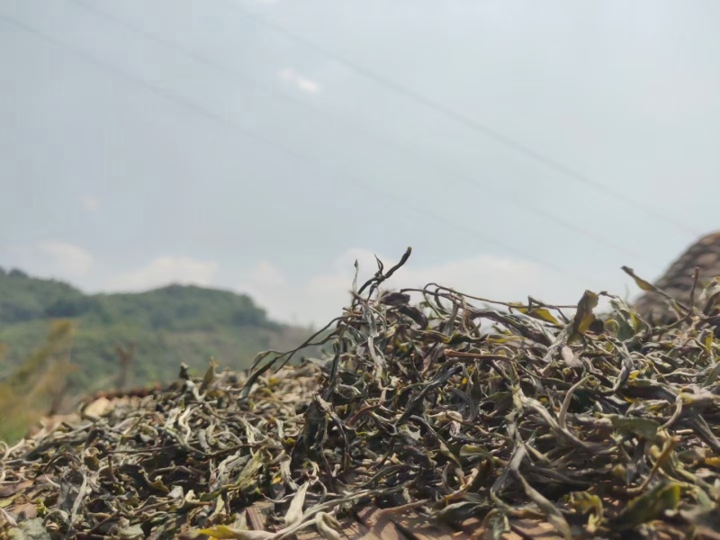 云南临沧百年古树茶纯散料