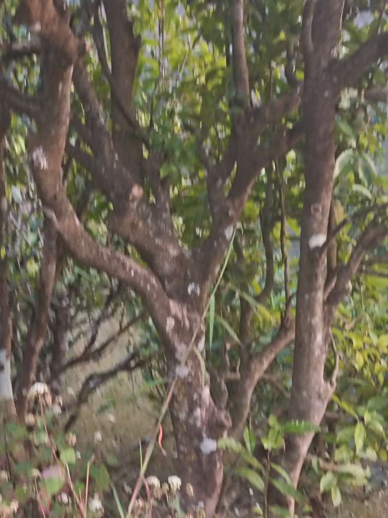 云南临沧百年古树茶纯散料
