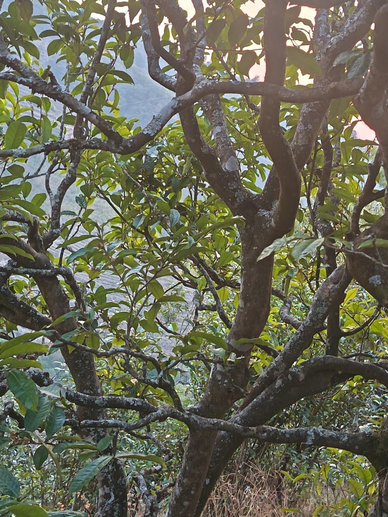 云南临沧百年古树茶纯散料