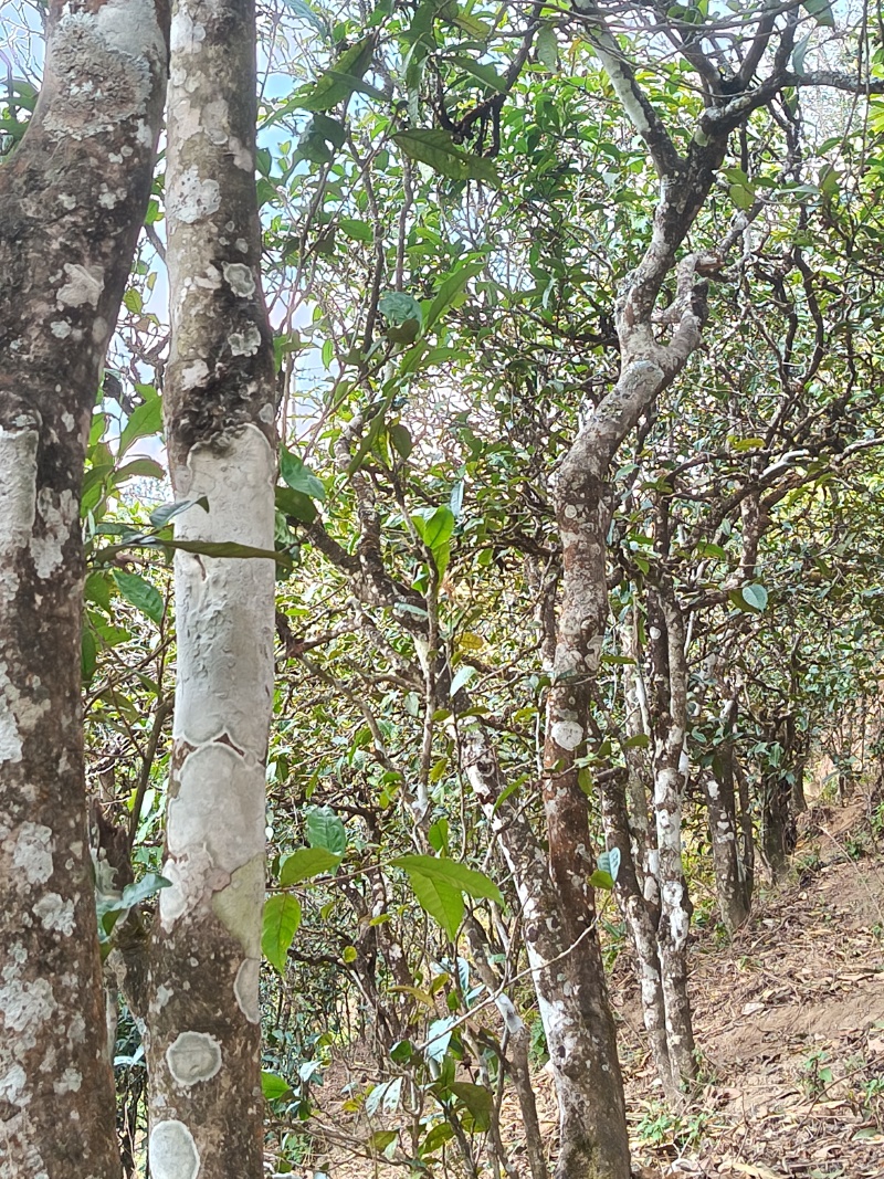 云南临沧百年古树茶纯散料