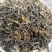 云南临沧百年古树茶纯散料