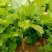 鸡血藤种苗密花豆五层风紫梗藤马鹿花营养袋南方种植苗带土
