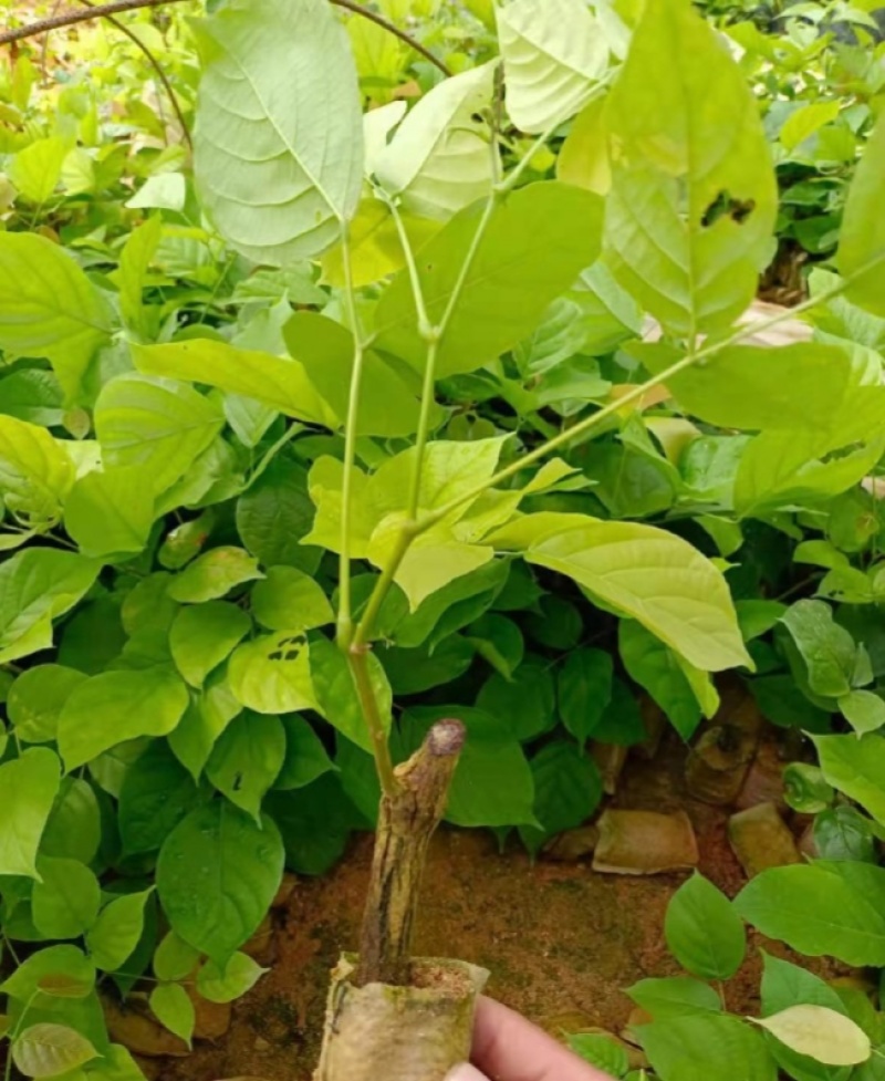 鸡血藤种苗密花豆五层风紫梗藤马鹿花营养袋南方种植苗带土