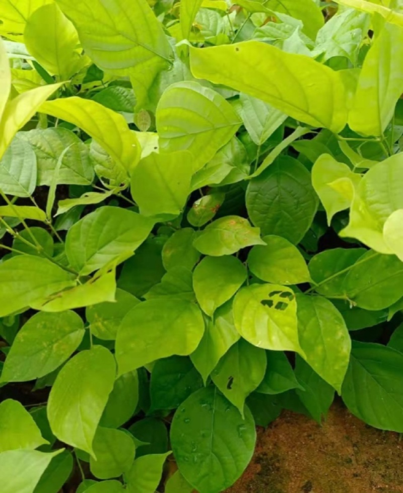 鸡血藤种苗密花豆五层风紫梗藤马鹿花营养袋南方种植苗带土