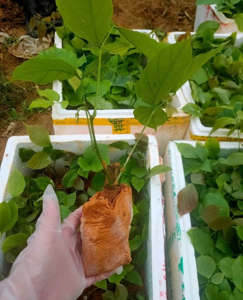 鸡血藤种苗密花豆五层风紫梗藤马鹿花营养袋南方种植苗带土