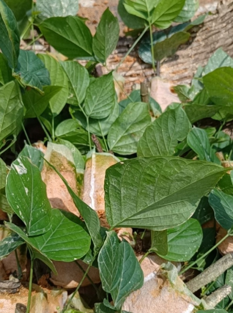 鸡血藤种苗密花豆五层风紫梗藤马鹿花营养袋南方种植苗带土
