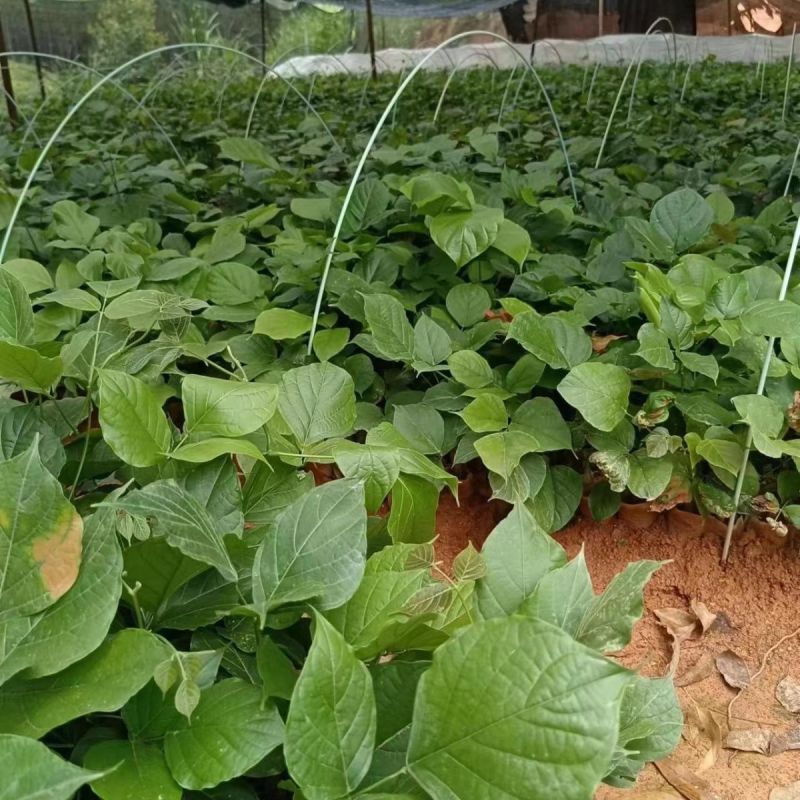 鸡血藤种苗密花豆五层风紫梗藤马鹿花营养袋南方种植苗带土