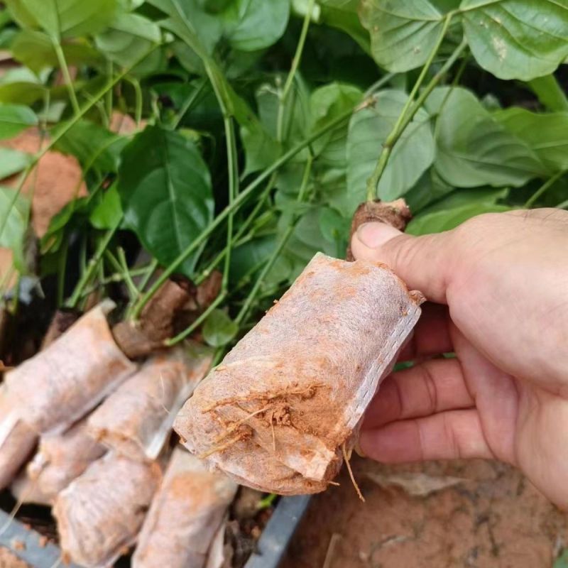 鸡血藤种苗密花豆五层风紫梗藤马鹿花营养袋南方种植苗带土