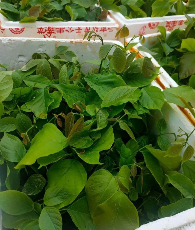 鸡血藤种苗密花豆五层风紫梗藤马鹿花营养袋南方种植苗带土