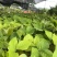 鸡血藤种苗密花豆五层风紫梗藤马鹿花营养袋南方种植苗带土