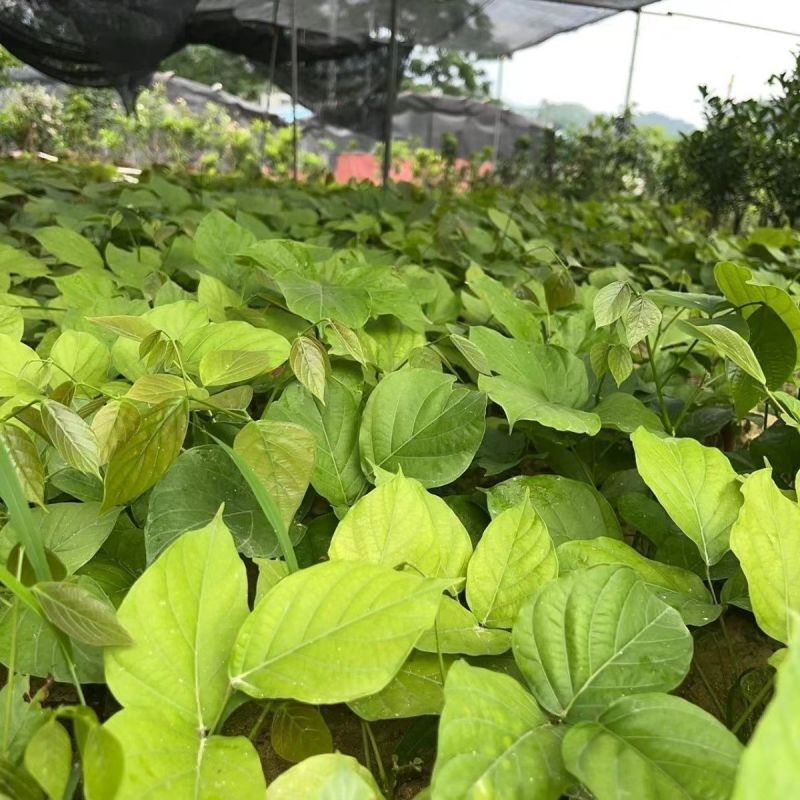 鸡血藤种苗密花豆五层风紫梗藤马鹿花营养袋南方种植苗带土