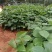 鸡血藤种苗密花豆五层风紫梗藤马鹿花营养袋南方种植苗带土