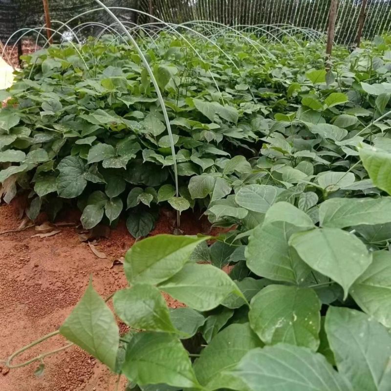 鸡血藤种苗密花豆五层风紫梗藤马鹿花营养袋南方种植苗带土